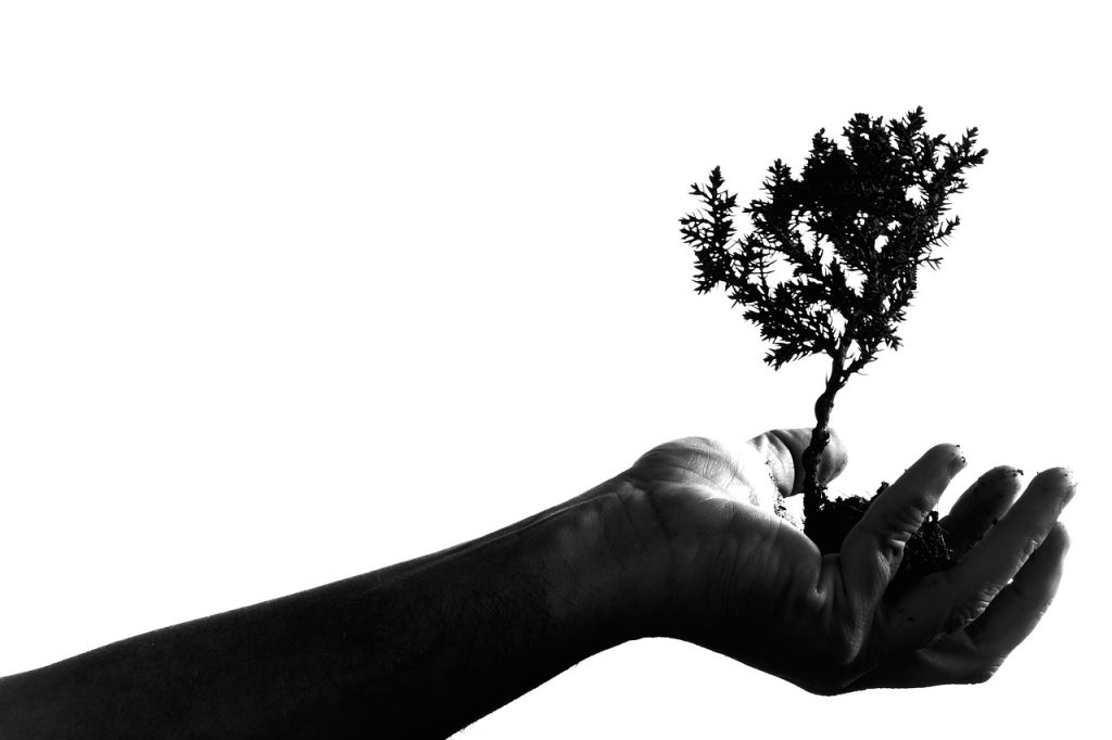 Hand holding Bonsai tree